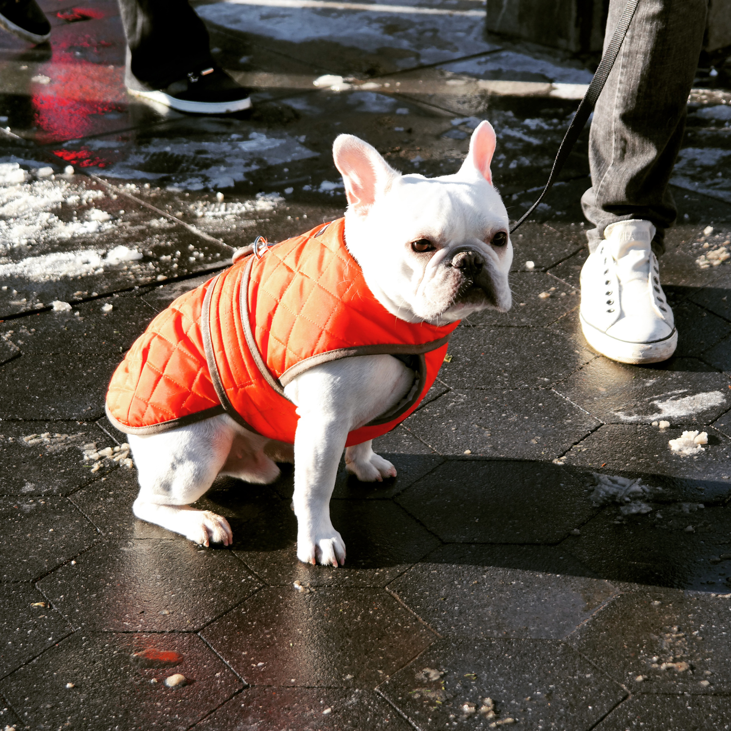 Fashion French Bulldog dog in New York city bouledogue français street photography winter time manhattan photo by United States of Paris blog